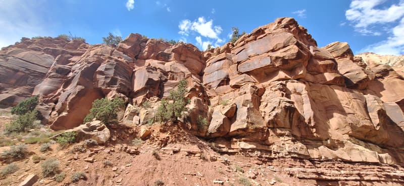 A layered red sandstone cliff face with junipers clinging to the ledges.