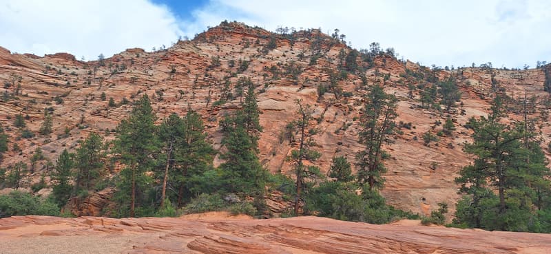 Ponderosa pines growing out of pale slickrock below a steep red sandstone ridge.